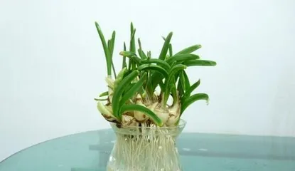 Care methods for Shan Ge Mu (to make your plant more lush and healthy) 3