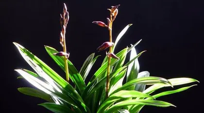 How to Properly Care for Cymbidium Orchids (The Secret to Cymbidium Blooming)
