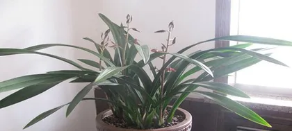 How to Properly Care for Cymbidium Sinense (Secrets to Blooming) 2