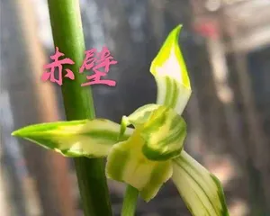 How to Properly Care for Cymbidium Sinense (Secrets to Blooming) 3