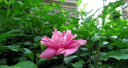 How to properly care for the hibiscus flowering period