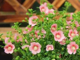 How to properly maintain hibiscus flowering period 3