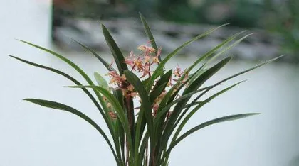 How to properly care for Cymbidium orchids with suitable soil? (Explore the growing environment and soil conditions of Cymbidium orchids to keep them vibrant!)