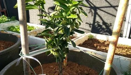 Pruning Techniques for Bonsai Orange Trees (Illustrated Pruning Methods to Make Your Orange Tree Healthier)