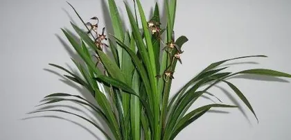 How to Cultivate Black Orchids with Suitable Soil? (Explore the Growth Environment and Soil Conditions of Black Orchids to Keep Them Lively!) 2