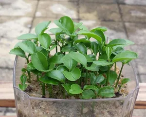 Bonsai Orange Tree Pruning Techniques (Illustrated Pruning Methods for a Healthier Orange Tree) 2