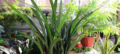 How to Cultivate Black Orchids with Suitable Soil? (Explore the Growth Environment and Soil Conditions of Black Orchids to Keep Them Lively!) 3