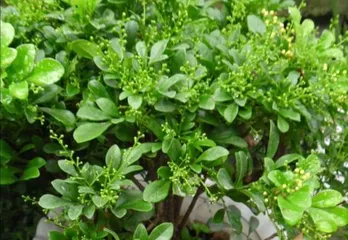 Milan Indoor Care Guide (Creating a Comfortable and Pleasant Indoor Green Environment, Improving Quality of Life) 2