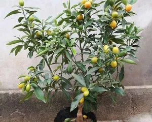 Bonsai Orange Tree Pruning Techniques (Illustrated Pruning Methods for a Healthier Orange Tree) 3