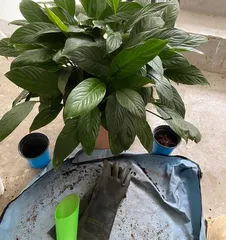 Detailed steps for repotting and changing soil for bonsai (step-by-step guide on how to give your bonsai a fresh new look)