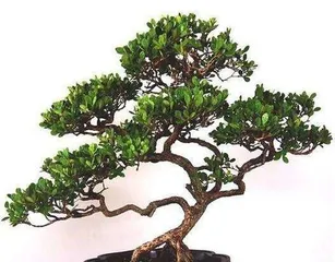 Detailed Steps for Repotting Bonsai (A Step-by-Step Guide to Renewing Your Bonsai) 2