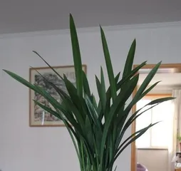 The Indoor Care of Molan (Green Plants Suitable for Home Care)