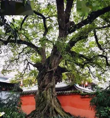 Bonsai Golden Cypress Pruning Techniques (Pruning Time, Methods, and Precautions for Golden Cypress)