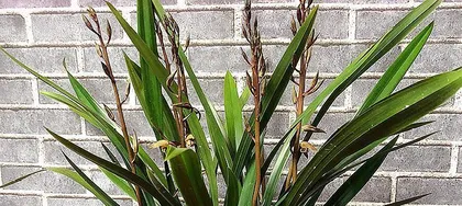 Indoor Care of Cymbidium (Green Plants Suitable for Home Cultivation) 2