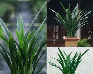 Indoor Care of Cymbidium (Green Plants Suitable for Home Cultivation) 3