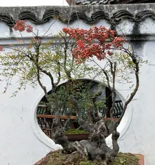 Bonsai Yellow Horn Tree Pruning Techniques (Pruning Time, Methods, and Precautions) 2