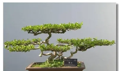 Bonsai Yellow Horn Tree Pruning Techniques (Pruning Time, Methods, and Precautions) 3