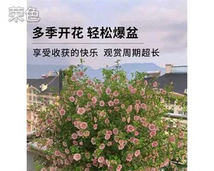 Hibiscus Care Ultimate Guide (Easily Master Hibiscus Growing Methods, Make Your Garden More Beautiful)