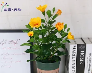 木槿养护全攻略(轻松掌握木槿养殖方法,让您的花园更美丽)2