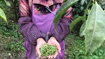 The reason why camellia trees bear fruit after several years (Analysis of the causes and key factors of camellia trees bearing fruit over multiple years)