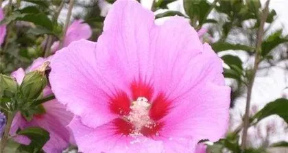 木槿养护全攻略(轻松掌握木槿养殖方法,让您的花园更美丽)3