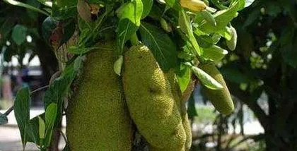 The Time of Ripe Pineapple (Exploring the Signs and Methods of Pineapple Ripening)