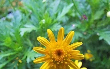 The Cultivation and Care of Wood Lettuce (From Seed Selection to Growth, Step-by-Step Guide to Growing Thriving Wood Lettuce)