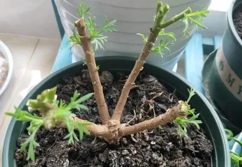 Argyranthemum frutescens Planting and Maintenance (From Seed Selection to Growth, Step-by-Step Guide to Growing Lush Argyranthemum frutescens) 2