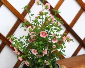 Creating a Comfortable Home Space: A Comprehensive Guide to Choosing Woody Container Plants (From plant selection and care tips to beautifying your space, everything you need is here)