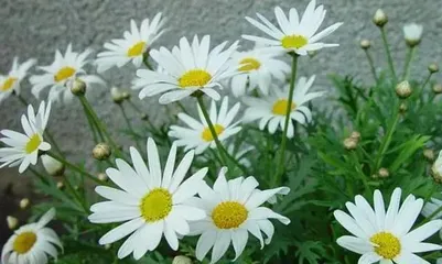 Argyranthemum frutescens Planting and Maintenance (From Seed Selection to Growth, Step-by-Step Guide to Growing Lush Argyranthemum frutescens) 3