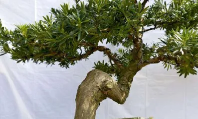 Camellia Bonsai Pruning Guide (Illustrated Camellia Bonsai Pruning Methods and Techniques to Make Your Bonsai More Aesthetic)