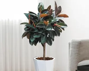 Creating a Comfortable Home Space: A Complete Guide to Potted Woody Plant Selection (Everything You Need from Plant Selection, Care Techniques to Space Beautification) 2