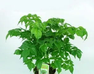 Creating a Comfortable Home Space: A Complete Guide to Potted Woody Plant Selection (Everything You Need from Plant Selection, Care Techniques to Space Beautification) 3