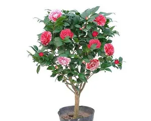 Camellia Bonsai Pruning Guide (Illustrated guide to pruning methods and techniques for your bonsai to make it more beautiful) 2