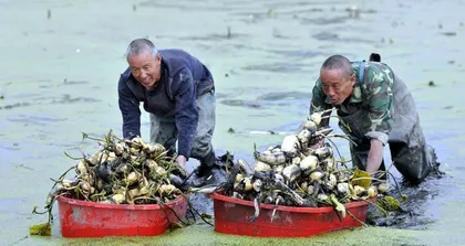 Camellia Bonsai Pruning Guide (Illustrated guide to pruning methods and techniques for your bonsai to make it more beautiful) 3