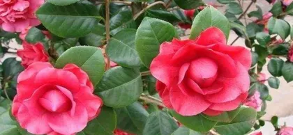 How to Keep Camellias Healthy Through Winter (Camellia Winter Care Tips: Keep Your Garden Evergreen)