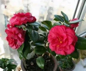 Does camellia like water? (Unveiling the mystery of camellia's water preference)