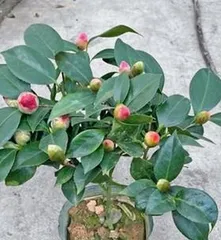The method and precautions for raising camellias at home (Is it good or bad to keep them indoors?)