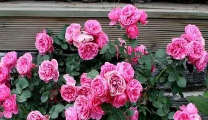 How to grow climbing roses? (Care techniques, growing environment, fertilization methods) 3