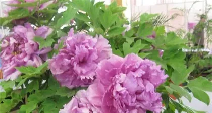 A Complete Guide to Growing Peonies (From Site Selection to Care, Teach You to Become a Peony Expert)