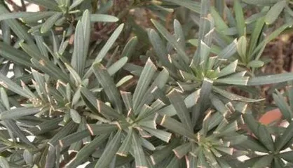 Is the camellia a gymnosperm? (Exploring the plant classification and characteristics of camellia)