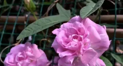 Complete Guide to Peony Planting (From Site Selection to Maintenance, Teach You to Become a Peony Expert) 2