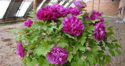 Complete Guide to Peony Planting (From Site Selection to Maintenance, Teach You to Become a Peony Expert) 3