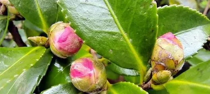 Camellias in full bloom (Unveiling the blooming patterns of camellias, understanding the cultivation techniques of camellias)