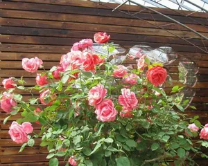 Potting Techniques for Climbing Roses (Creating a Private Garden, Enjoying the Vibrant Beauty of Climbing Roses)