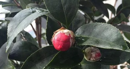 Camellia in full bloom (Uncovering the blooming pattern of camellias, understanding the care tips for camellias) 2