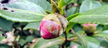 Camellia in full bloom (Uncovering the blooming pattern of camellias, understanding the care tips for camellias) 3