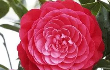 The blooming period and time of camellia flowers (Exploring the blooming patterns of camellias, from their flower language to blooming period)
