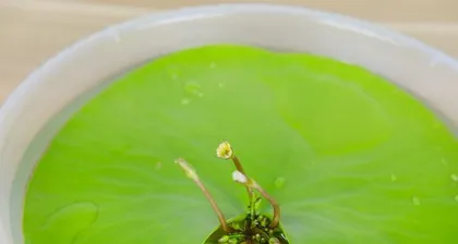 Lotus Care Complete Guide (From Selection to Maintenance, Easily Create a Beautiful Garden) 2