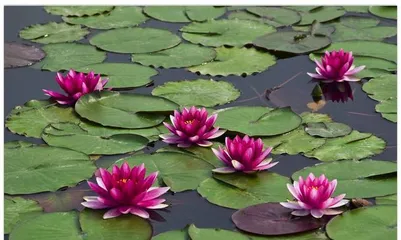 Lotus Care Complete Guide (From Selection to Maintenance, Easily Create a Beautiful Garden) 3